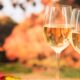 Wine tasting glasses